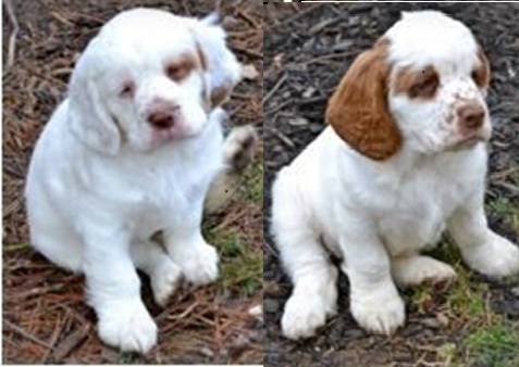 ClumberSpaniels