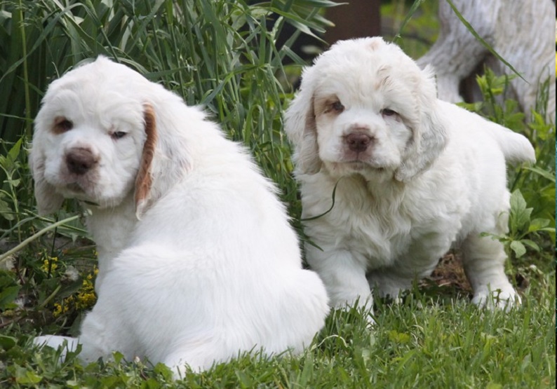 Clumberstiff Clumber Spaniel mix Bullmastiff mix 🐕