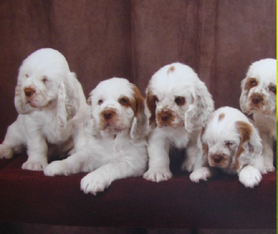 Cluminger Spaniel Dog