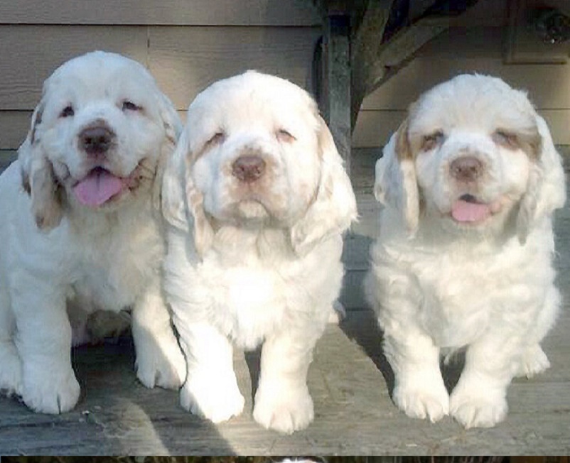 Cost of a Clumber Spaniel Puppy Prices from Certified Dog Breeders 🐕