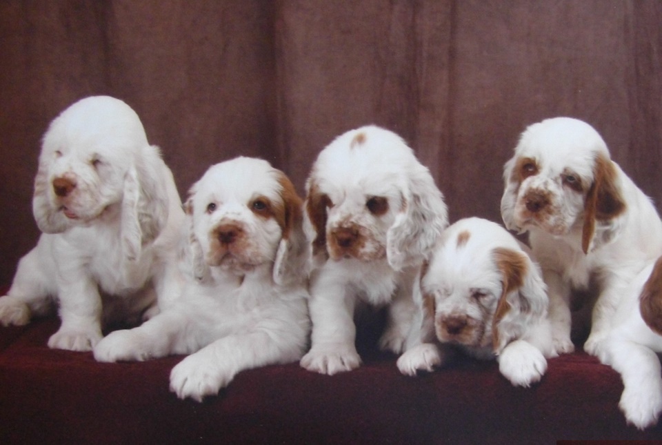 Do Clumber Spaniels Drool