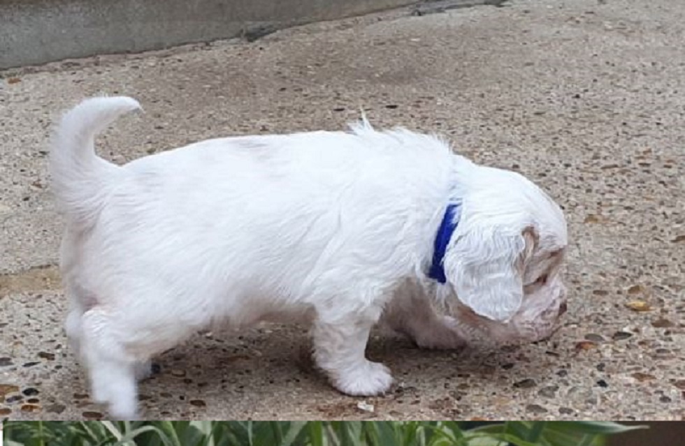 Dog Collars for Clumber Spaniel Puppies Available 🐶