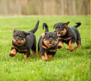 Female Rottweiler Puppies for Sale 🐾