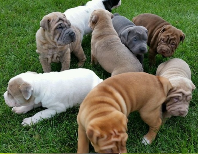 Female Shar Pei Puppies for sale 🐕
