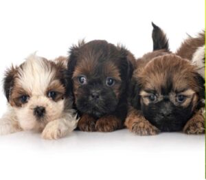 Female Shih Tzu puppy available for sale🐕