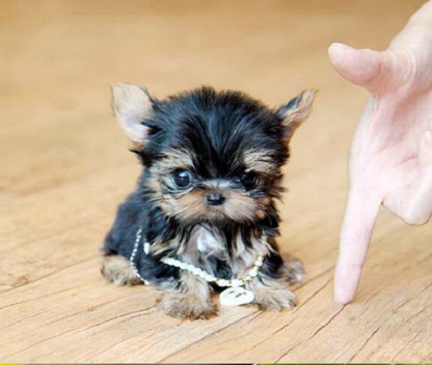 Female Yorkie puppy for sale 🐶