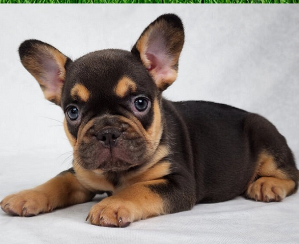 French Bulldog mix puppies for sale