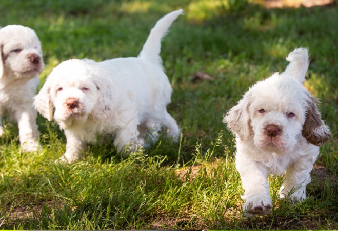 Get a Clumber Spaniel puppy by buying or adopting