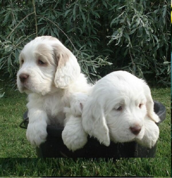 In Store Near Me Clumber Spaniel Puppies for Sale 🐾