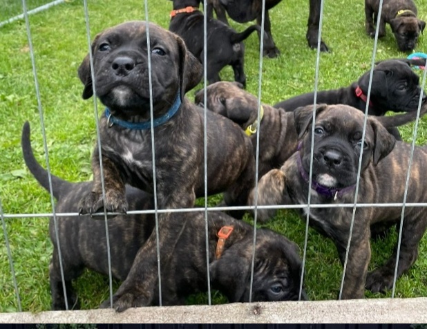 Presa Canario Dog Breed Characteristics Information and Facts 🐕