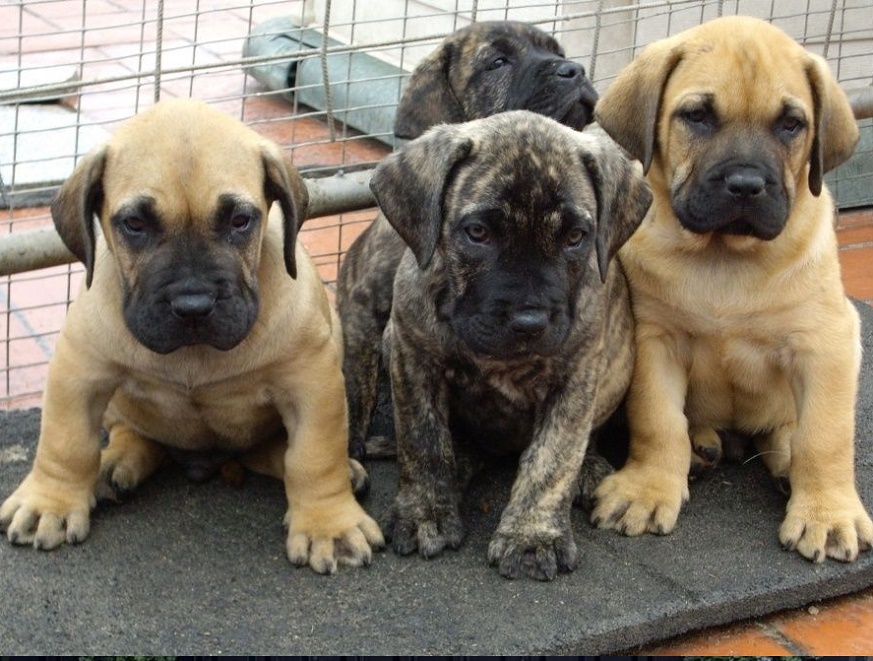 Presa Canario puppies for sale from pottyregisteredpuppies.com