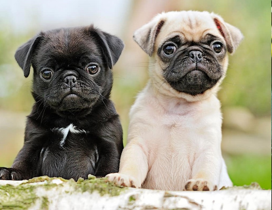Pug Puppies for sale 🐶