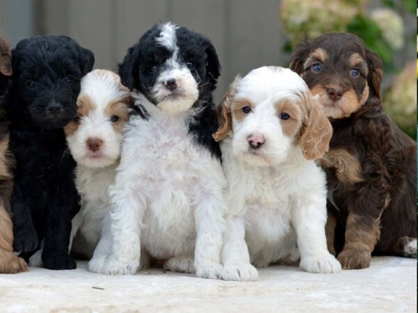 Available Puppies for sale 🐶