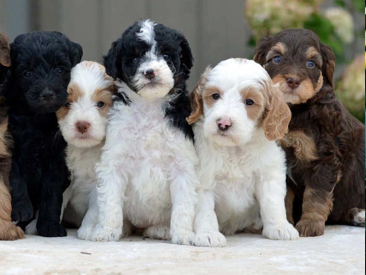Available Puppies for sale 🐶