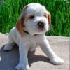 Purchase or adopt a Clumber Spaniel puppy for sale