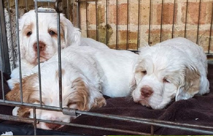 Purchasing or adopting a Clumber Spaniel puppy for sale