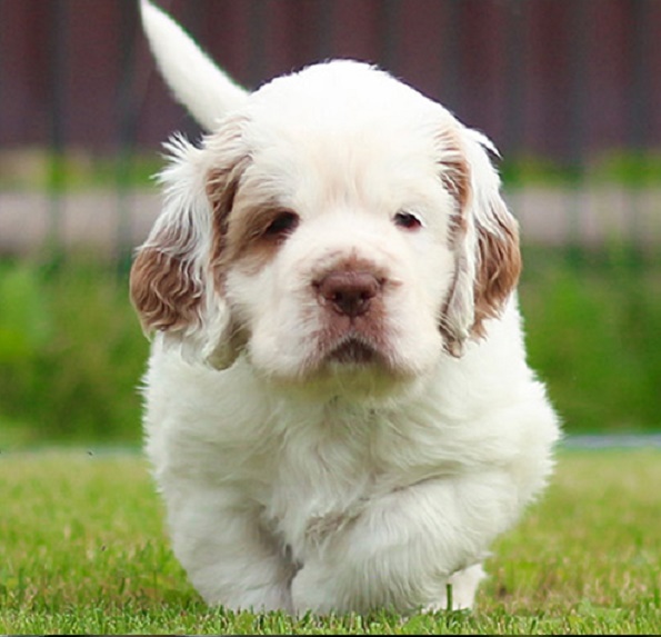 Size of a Male Clumber Spaniel