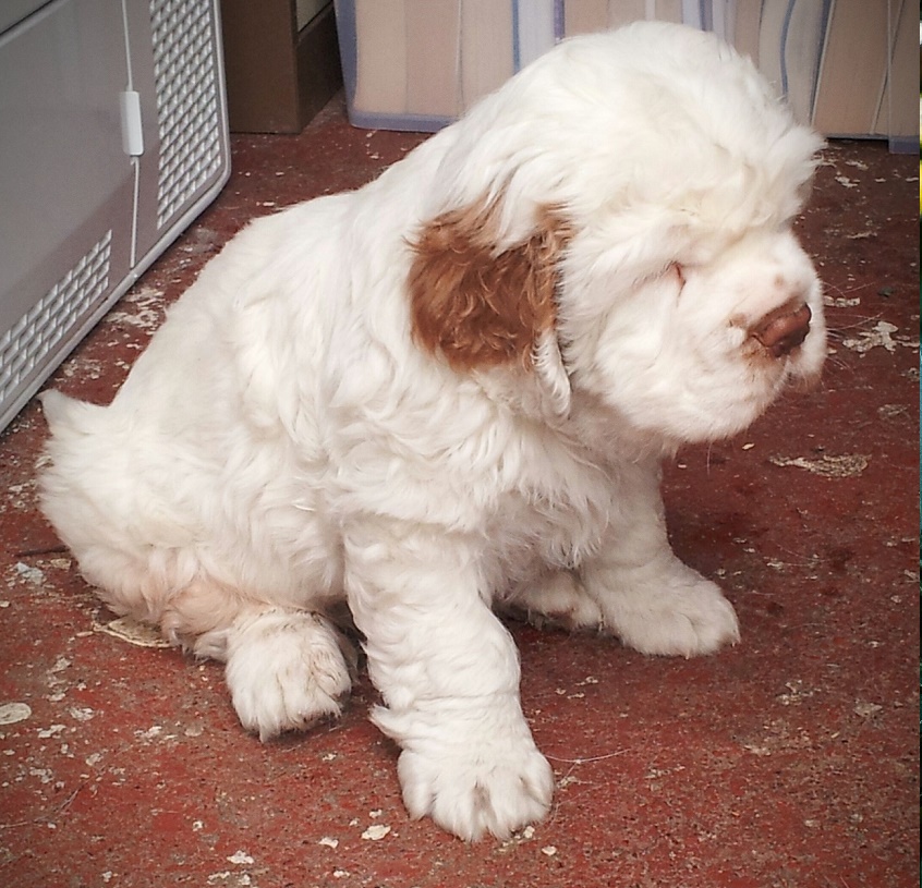 The best time to deworm Clumber Spaniel puppies morning or night