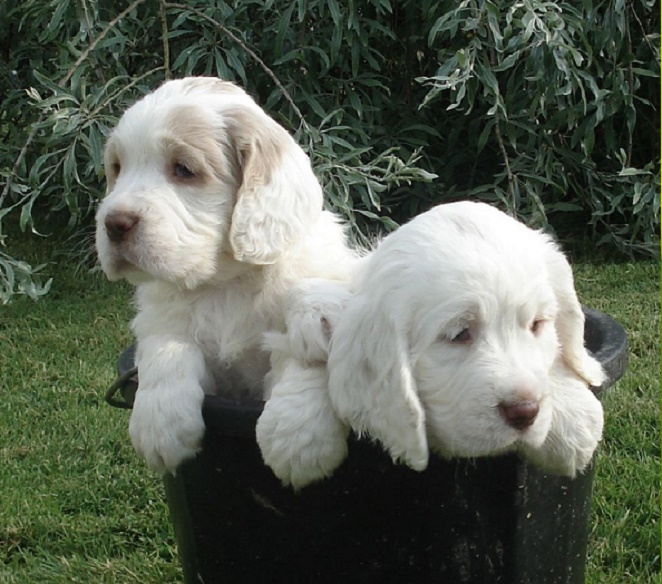 Westminster Clumber Spaniel 2025 winner