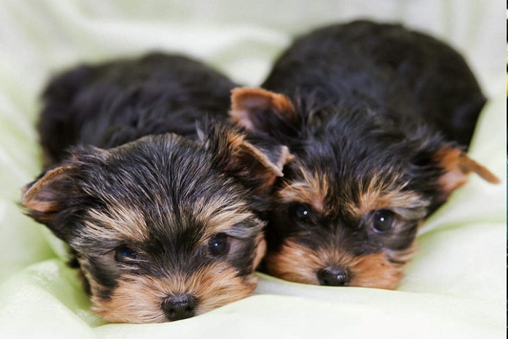 Yorkie Yorkshire Terrier puppies for sale