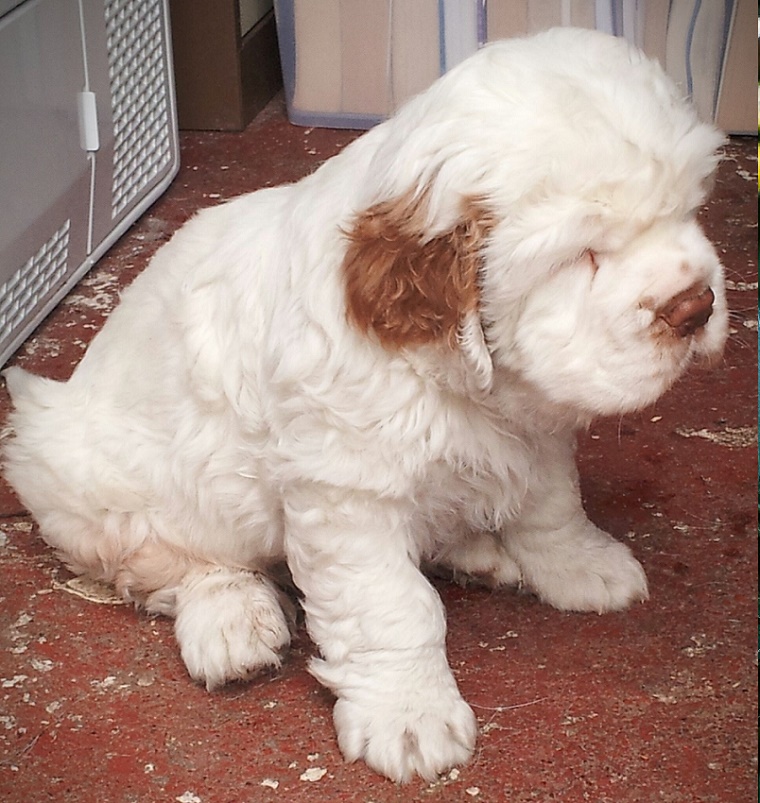 clumber spaniel and cocker spaniel grooming a comparison and maintenance guide 🐾