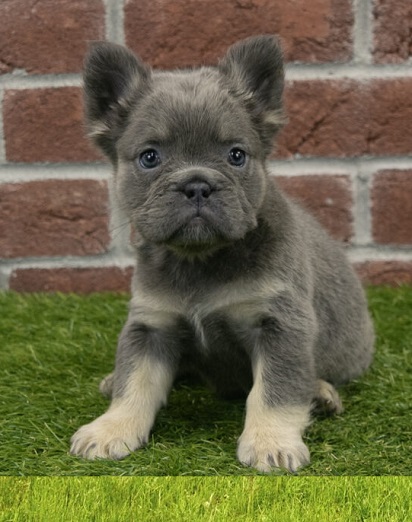 2 breeds make French bulldog