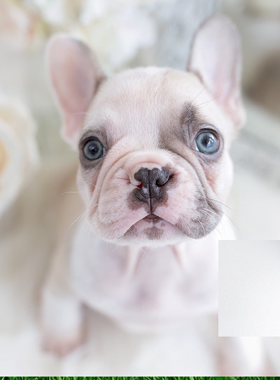 A French bulldog Puppy for Celebrity
