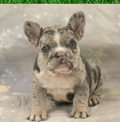 A French bulldog selling price