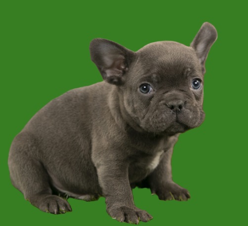 Adopt French bulldog puppy