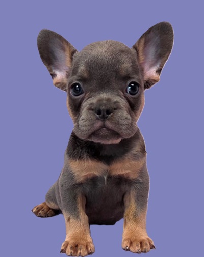 Adoption price French bulldog