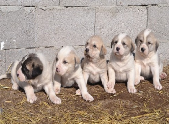 Aksaray Malaklisi puppy
