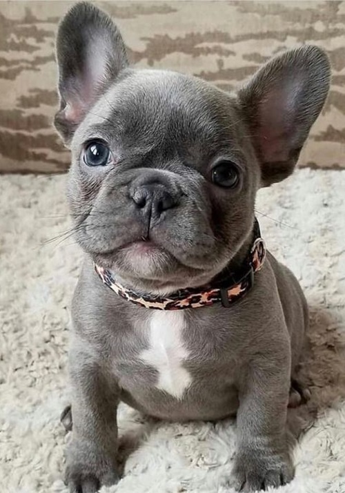Boston terrier French bulldog mix puppy