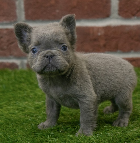 Boston terrier vs French bulldog vs pug