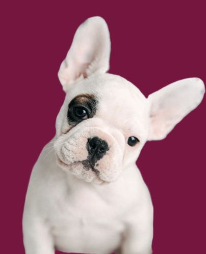 Brindle Pied French bulldog puppy