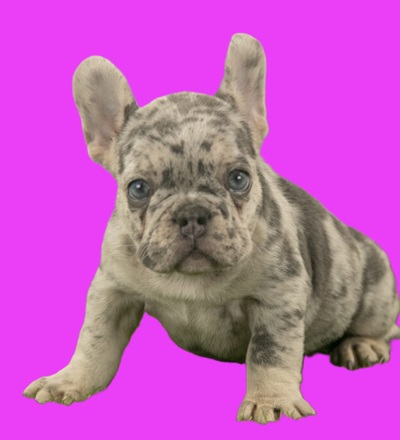 Bulldog Frenchie puppy