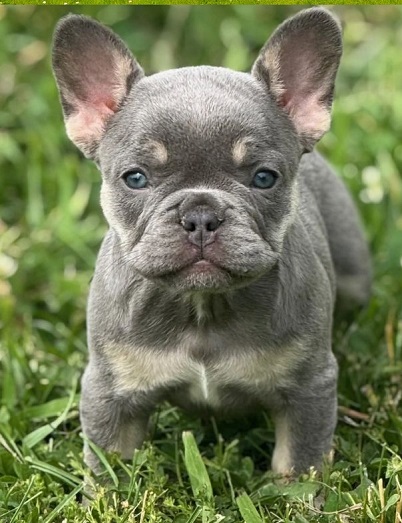 Buy a Frenchie pyppy under $1000 dollars