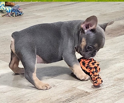 Cost Price for French bulldog puppy