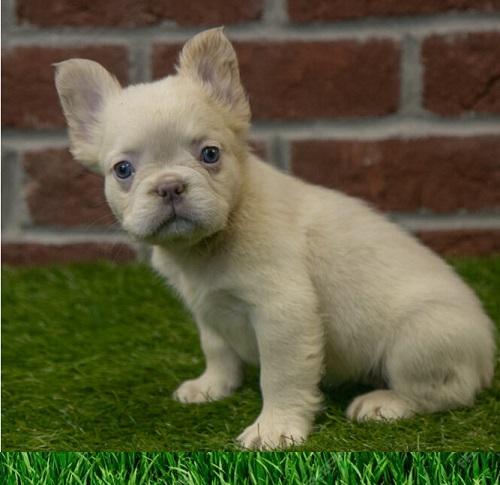 Fluffy French Bulldog Cost Price