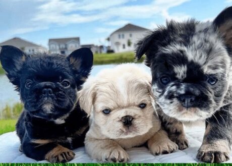 Fluffy French Bulldog Prices