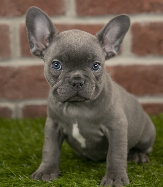 Fluffy French Bulldog Prices