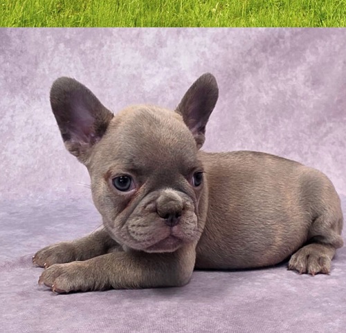 French Bulldog vomits white foam