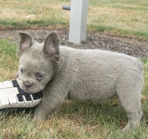 French bulldog Boston terrier mix
