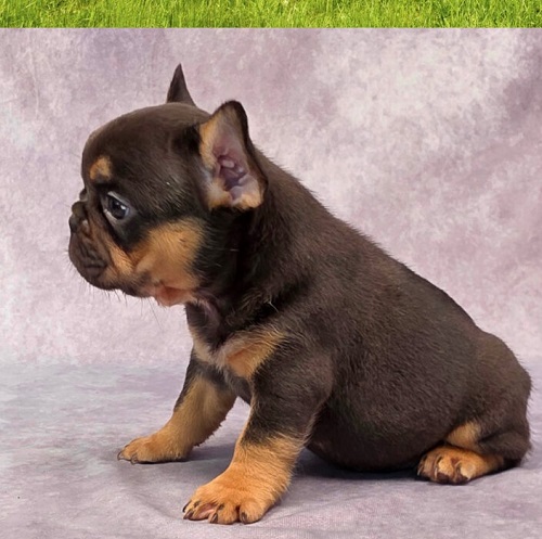French bulldog Frenchie breeder