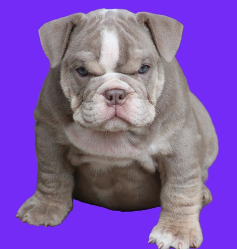 French bulldog Pitbull mix puppy