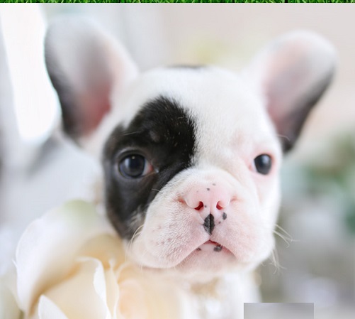 French bulldog Small Breed puppy