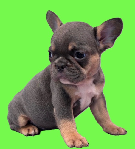 French bulldog accessories