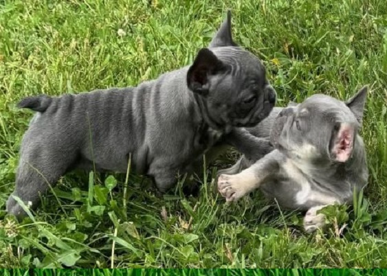 French bulldog and lockjaw
