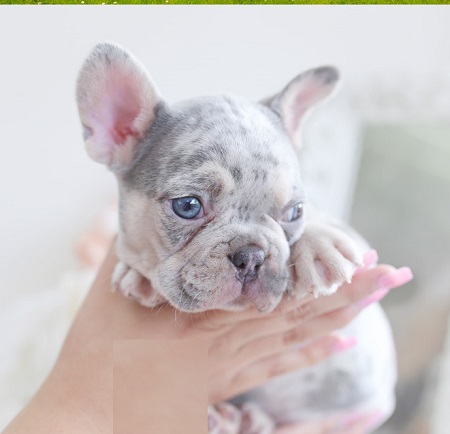 French bulldog best food