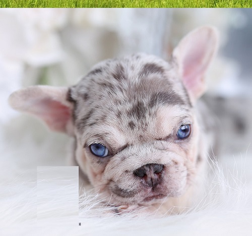 French bulldog breathing issues