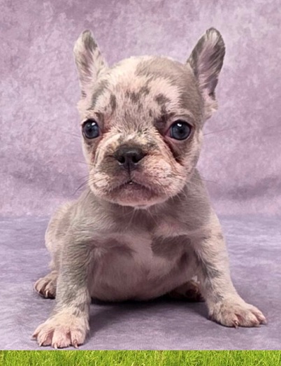 French bulldog breed price